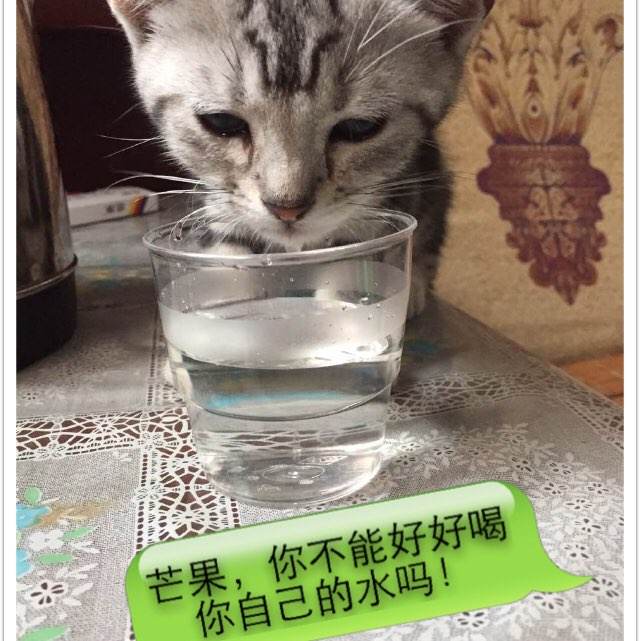 古朱华克（Kuujjuaq）枫叶卡办理